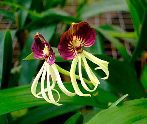 Prosthechea cochleata Encyclia Orchid Care
