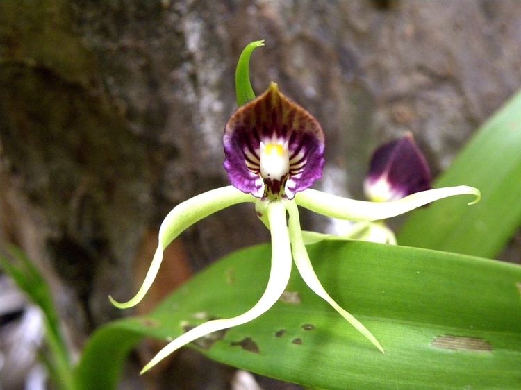 Prosthechea cochleata Leon Levy Native Plant Preserve Plant Listings Prosthechea cochleata
