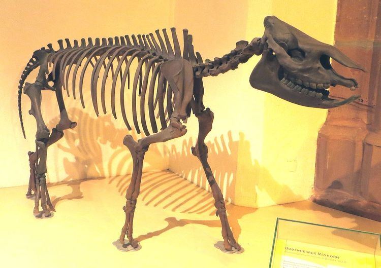 Protaceratherium
