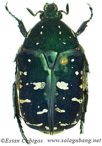 Protaetia SALAGUBANGNET Philippine Coleoptera