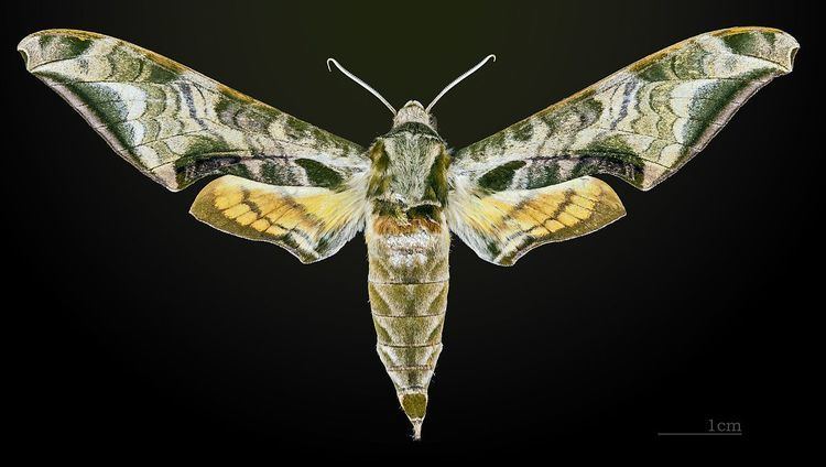 Protambulyx astygonus