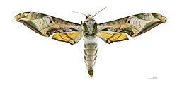 Protambulyx goeldii httpsuploadwikimediaorgwikipediacommonsthu