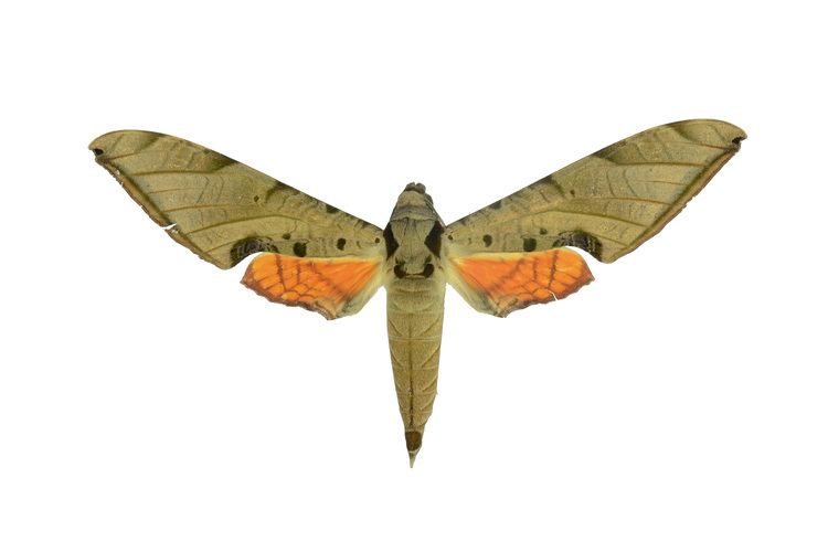Protambulyx strigilis FileProtambulyx strigilis djpg Wikimedia Commons