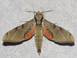 Protambulyx strigilis Protambulyx strigilis Streaked Sphinx Moth Discover Life