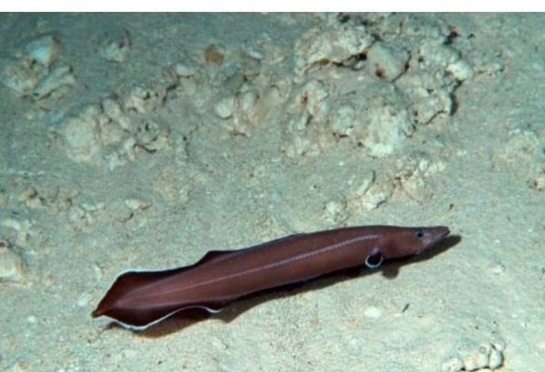 Protanguilla Living fossil eel takes us back 200 million years Green Opinions