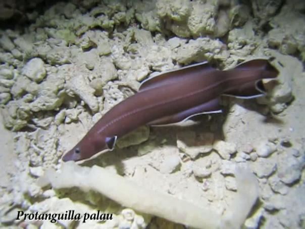Protanguilla Video of the Palauan primitive cave eel Protanguilla palau