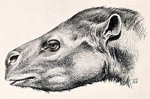 Protapirus httpsuploadwikimediaorgwikipediacommonsthu