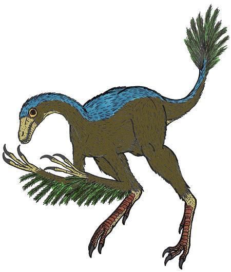Protarchaeopteryx wwwdinosaurjunglecomi1ProtarchaeopteryxJST39