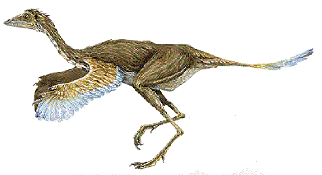 Protarchaeopteryx Protarchaeopteryx robusta