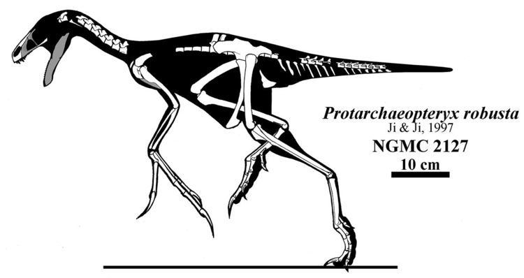 Protarchaeopteryx Protarchaeopteryx Wikipedia
