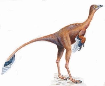 Protarchaeopteryx Protarchaeopteryx robusta A Dinosaur A Day