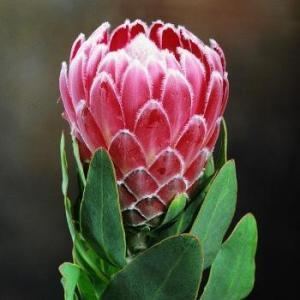 Protea protea