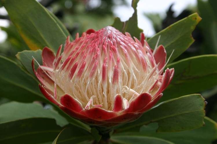 Protea Protea caffra Wikipedia