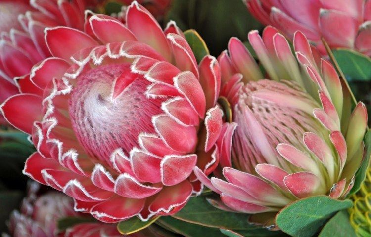 Protea 10 images about Protea skilderye on Pinterest Watercolors Smosh