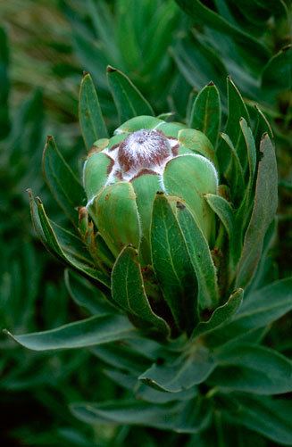 Protea coronata coronata Green sugarbush