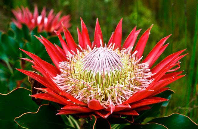 Protea cynaroides King sugarbush King protea