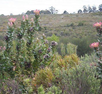 Protea eximia Protea eximia Protea latifolia Broadleaf Sugarbush plant lust