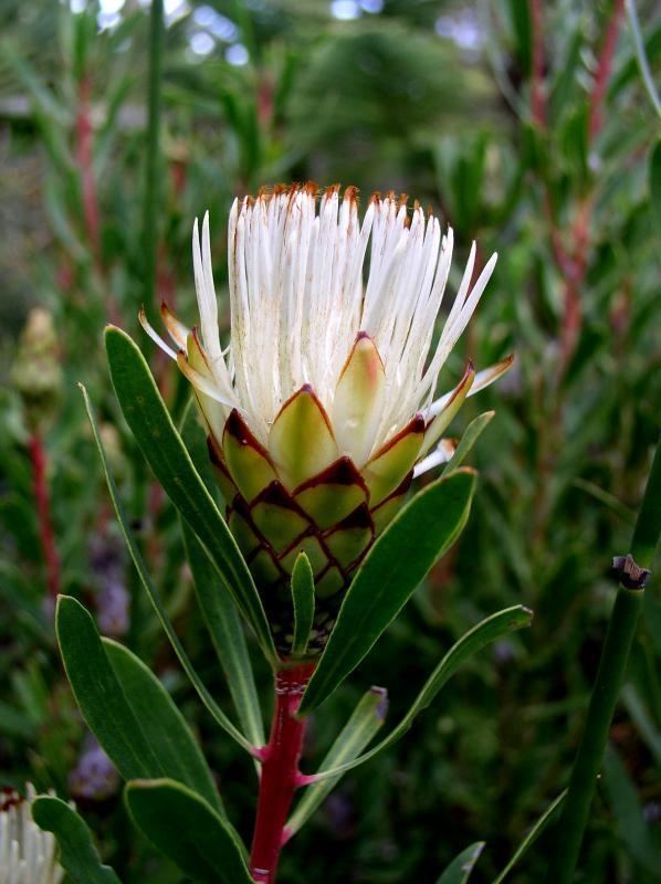 Protea lanceolata wwwjardinexotiqueroscoffcomsiteuploadspicture