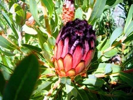 Protea laurifolia Other Plants Seeds amp Bulbs Protea laurifolia Seeds was sold for