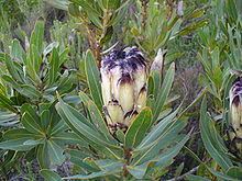 Protea lepidocarpodendron httpsuploadwikimediaorgwikipediacommonsthu