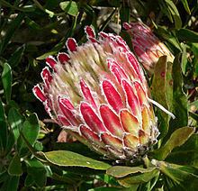 Protea obtusifolia httpsuploadwikimediaorgwikipediacommonsthu