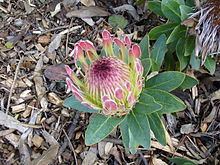 Protea roupelliae httpsuploadwikimediaorgwikipediacommonsthu