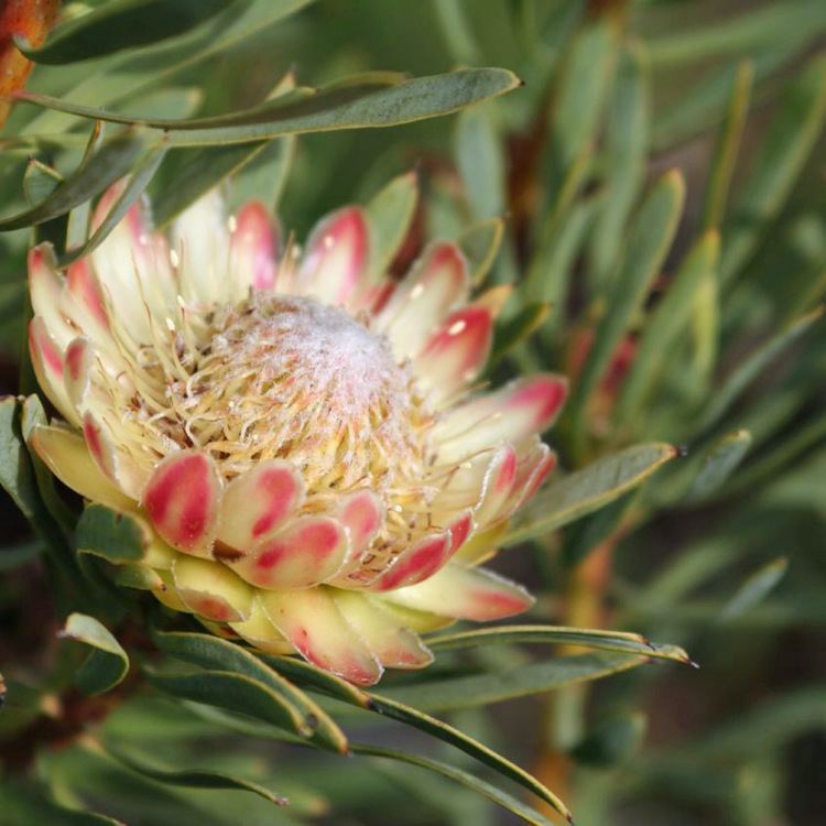 Protea scolymocephala Australian Seed PROTEA scolymocephala