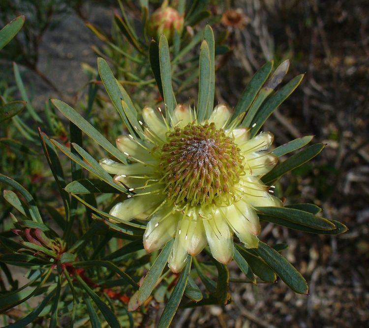 Protea scolymocephala Protea scolymocephala Wikipedia