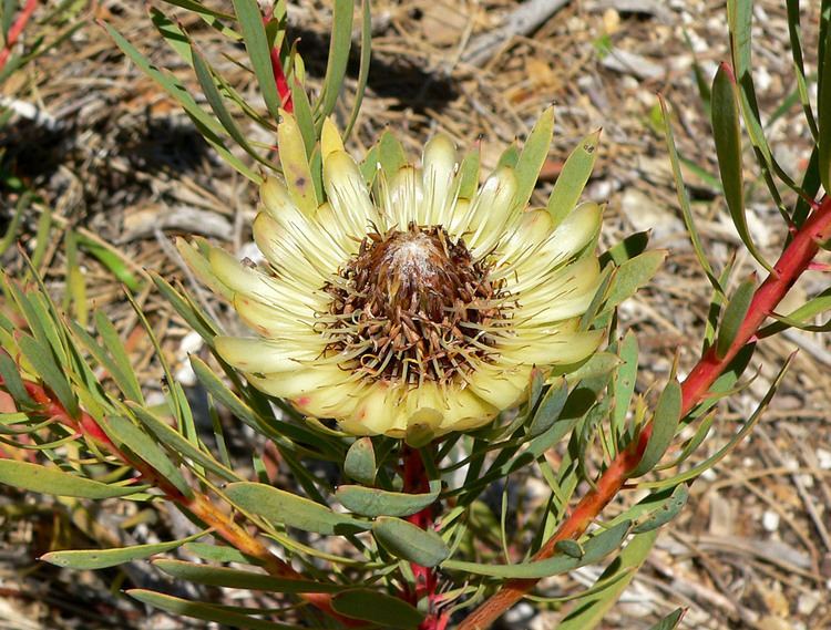 Protea scolymocephala Protea scolymocephala Thistle Protea plant lust