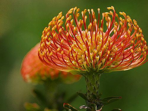 Proteaceae 1000 images about Proteaceae and relatives on Pinterest Power