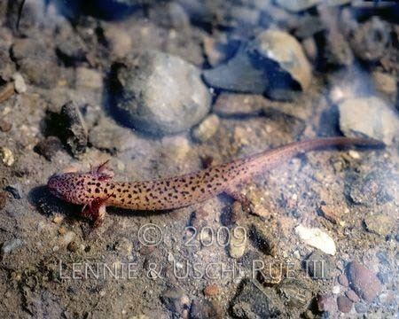 Proteidae Salamander MudpuppyNecturus maculosus ProteidaeRWP SL 24928