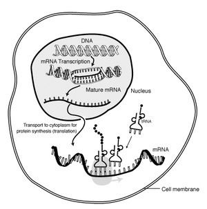 Protein biosynthesis Protein biosynthesis Wikipedia