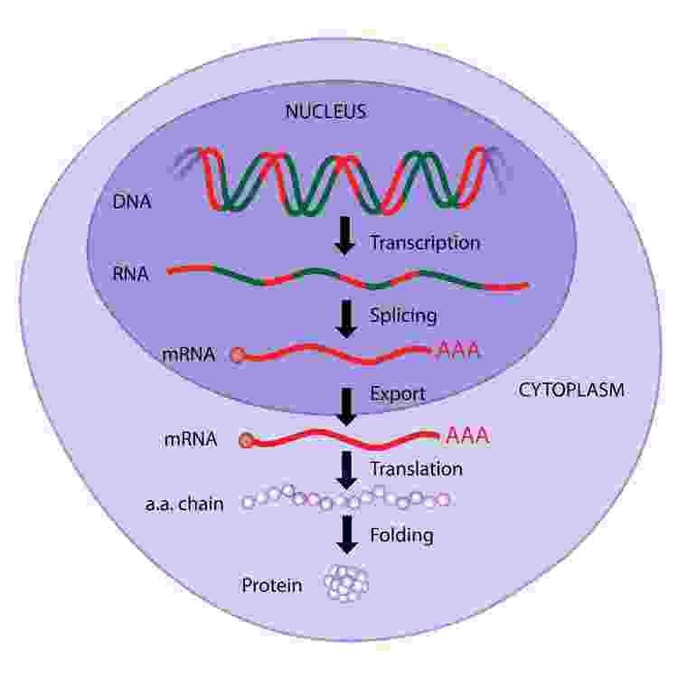 Protein biosynthesis Protein Synthesis