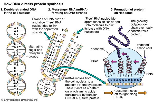 Protein biosynthesis translation genetics Britannicacom