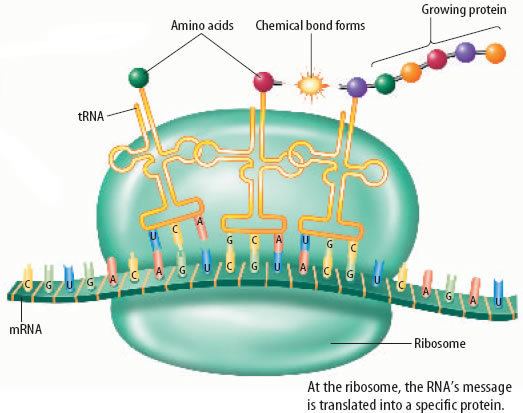 Protein biosynthesis wwwproteinsynthesisorgwpcontentuploads20150