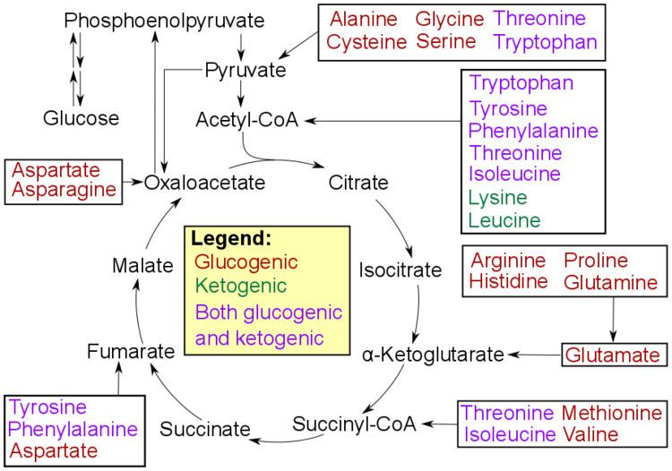 Protein catabolism