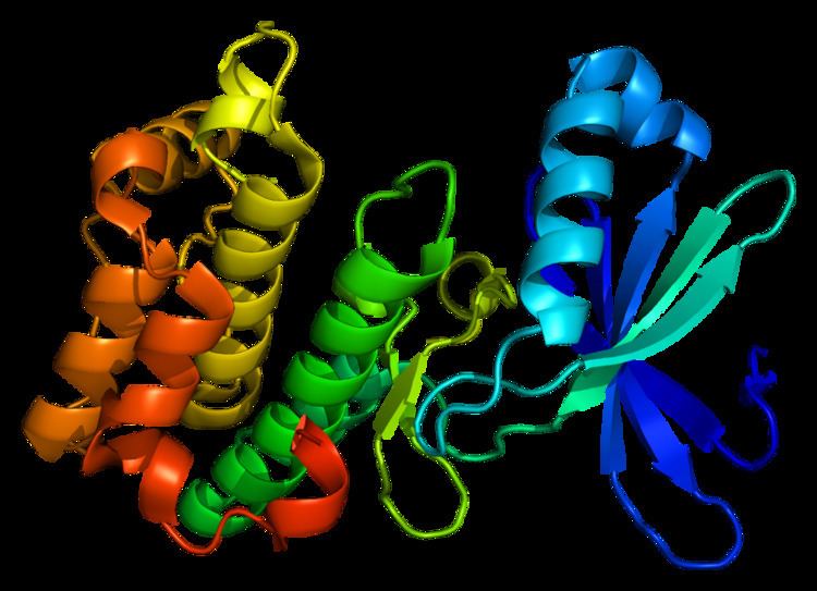 Protein kinase, AMP-activated, alpha 1