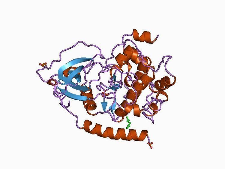 Protein kinase domain