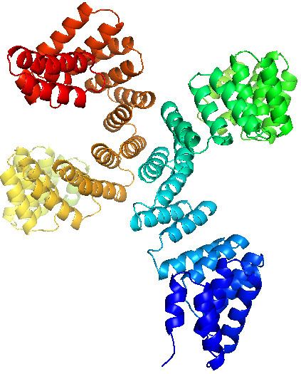 Protein O-GlcNAc transferase