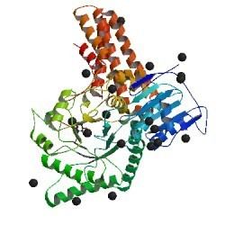 Protein O-GlcNAcase