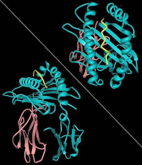Protein subunit