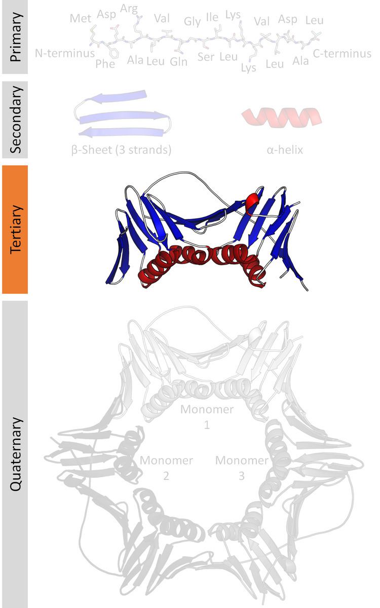 Protein tertiary structure