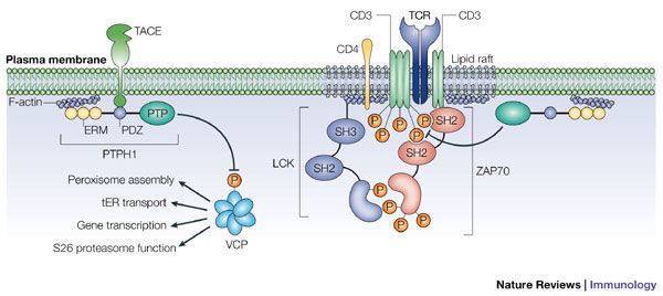Protein tyrosine phosphatase Figure 5 Protein tyrosine phosphatases and the immune response