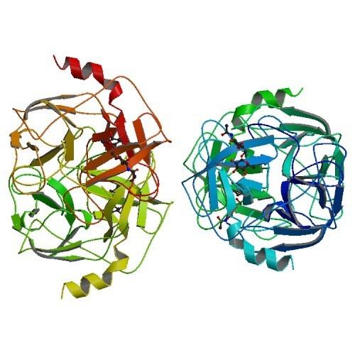 Proteinase 3