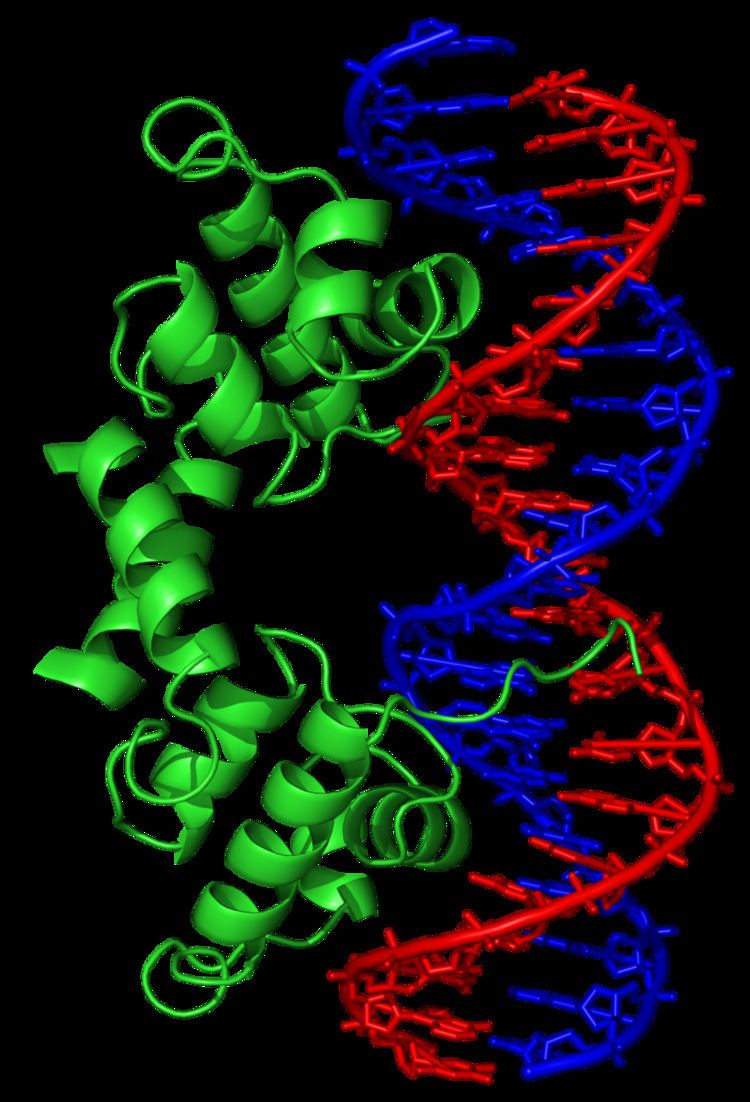 Protein–DNA interaction