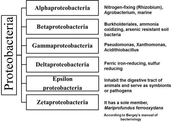 Proteobacteria The subgroups of proteobacteria and the main members of each