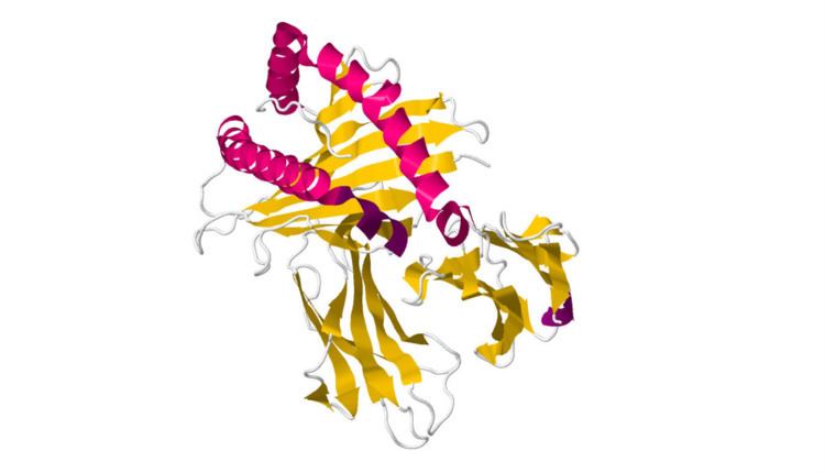 Proteolipid protein 1