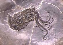 Proteroctopus httpsuploadwikimediaorgwikipediaenthumb6
