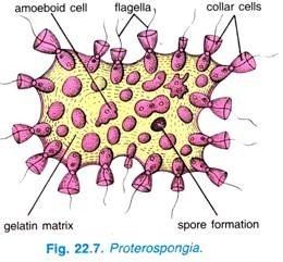 Proterospongia Protozoa Present in Animal Body