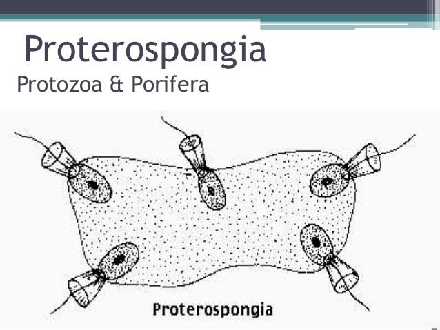 Proterospongia Connecting links